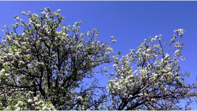 butterflies and almond trees in bloom